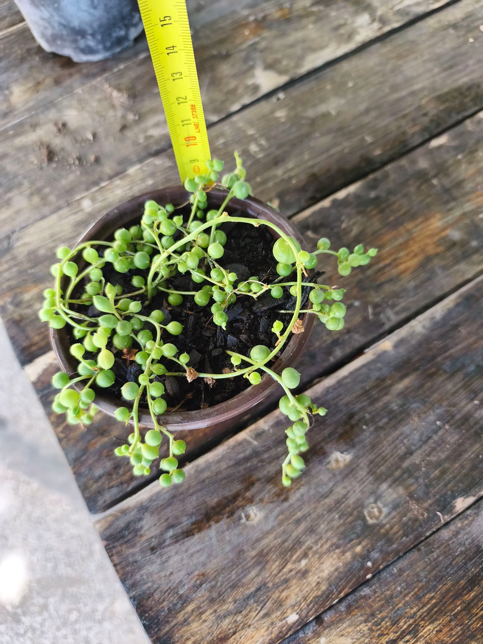 Planta sedum rosario – photo 4